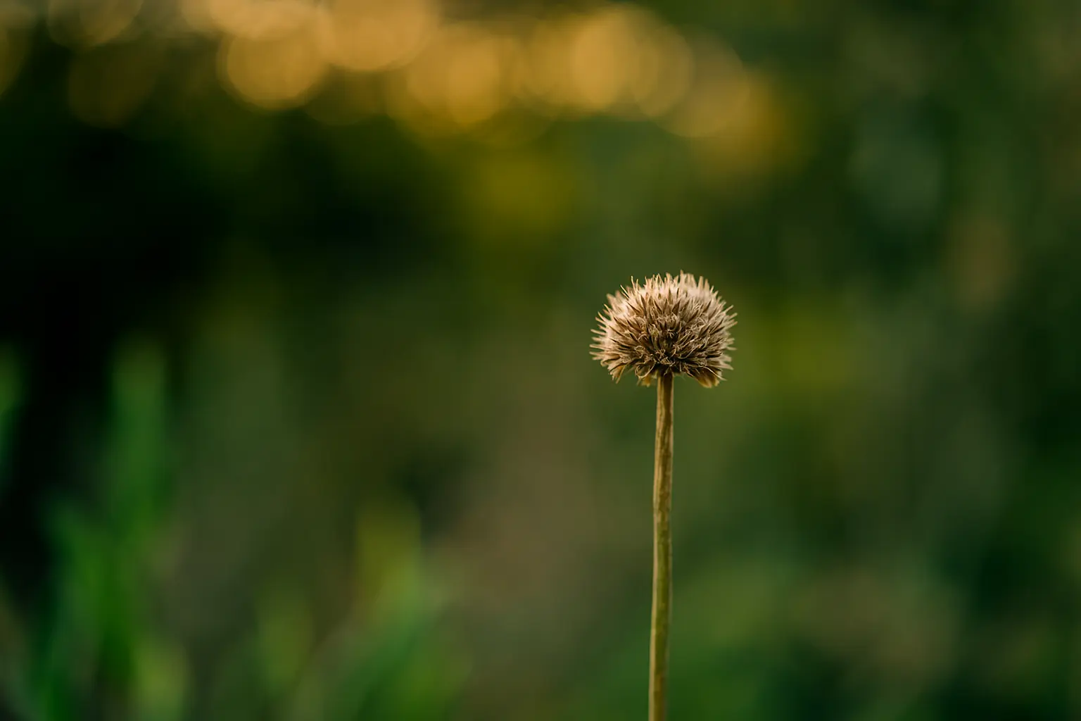 fotografía de un fondo desenfocado con una flor seca en primer plano para ilustrar profundidad de campo